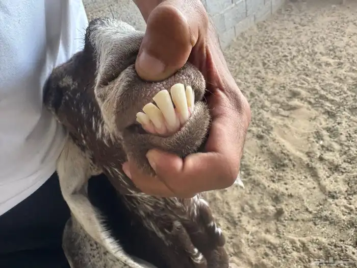 معزا منوه القاني كفوو 6