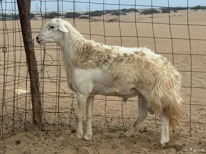 طليي حري مشروط 0