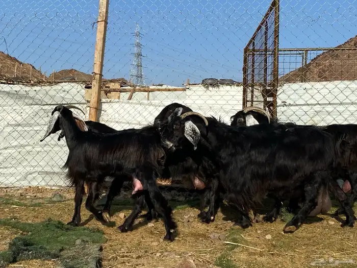 يامدورين الحليب معزا عارضيات حليب وافر شرط 12