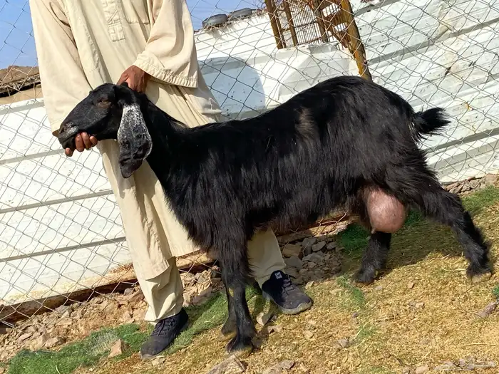 يامدورين الحليب معزا عارضيات حليب وافر شرط 41