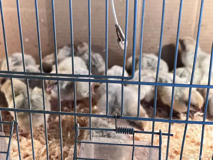 صوص فيومي سيلفر 7