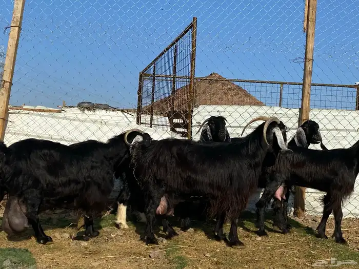 يامدورين الحليب معزا عارضيات حليب وافر شرط 24