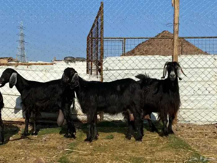 يامدورين الحليب معزا عارضيات حليب وافر شرط 0