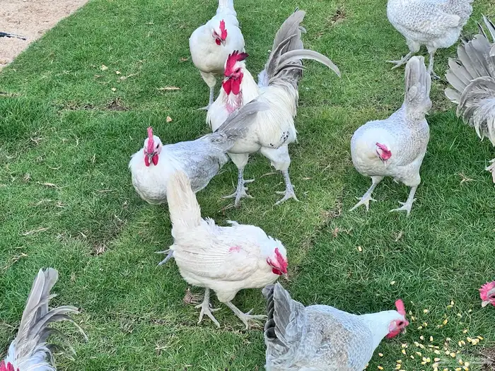 صوص فيومي سيلفر 13