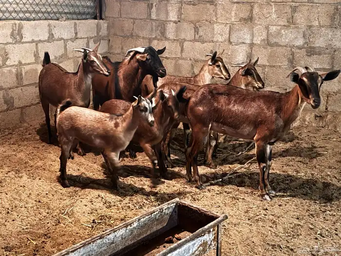 معزا هجين وعل 2