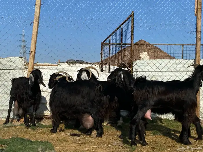 يامدورين الحليب معزا عارضيات حليب وافر شرط 17