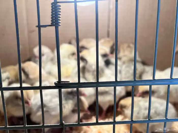 صوص فيومي سيلفر 2