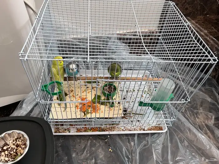 عصافير بدجي ذكر واتنين إناث 3