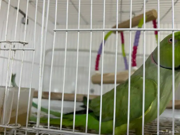 طائر ببغاء 1