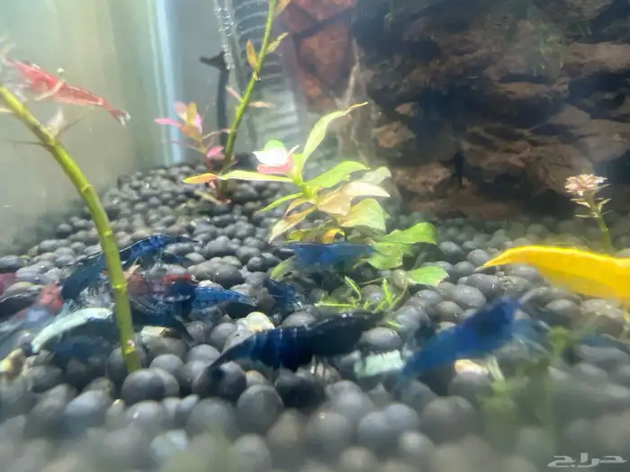 شريمب زينه 6