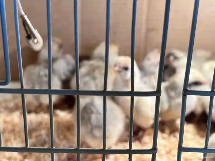 صوص فيومي سيلفر 0