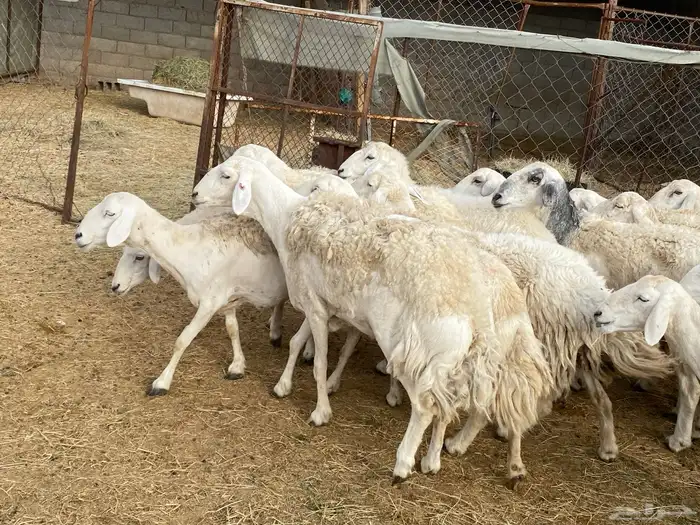 ضان حريات فاخر مقاني 6