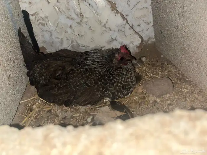دجاج للبيع 6