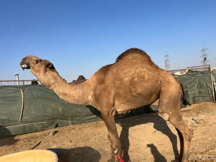 جمل اصفر باكستاني (تم البيع) 2