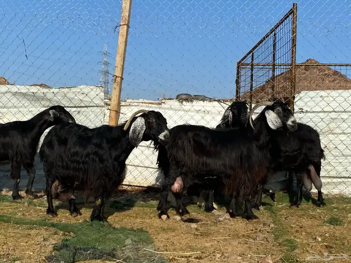يامدورين الحليب معزا عارضيات حليب وافر شرط 21