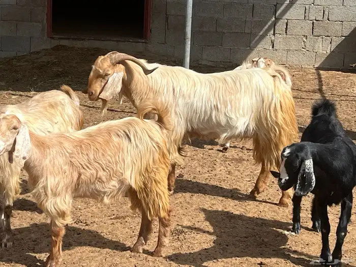 فحل ماعز مصري 6