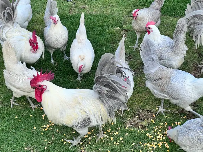 صوص فيومي سيلفر 14