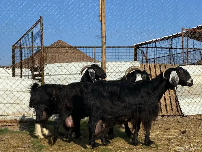يامدورين الحليب معزا عارضيات حليب وافر شرط 16