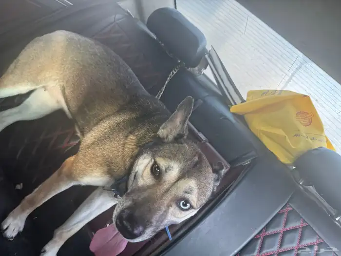 كلب بيتسكي 4