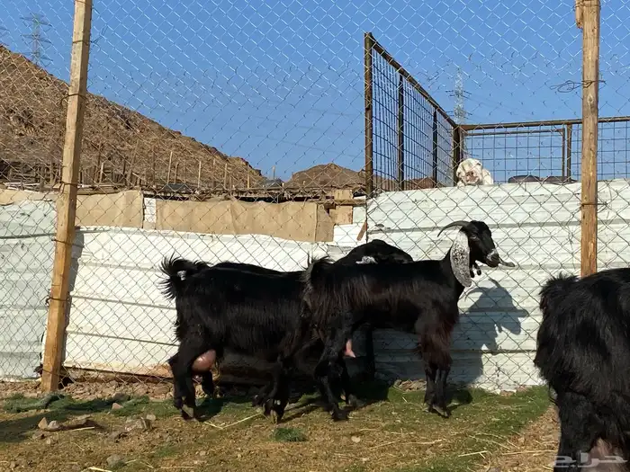 يامدورين الحليب معزا عارضيات حليب وافر شرط 9