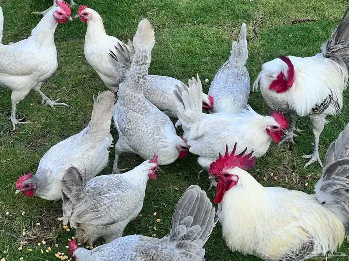 صوص فيومي سيلفر 12