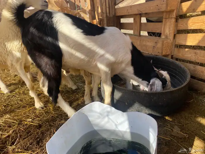 تيس حجازي للبيع 1