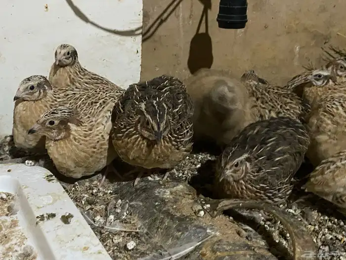 سمان  او فري ذكور _ العمر43 يوم جاهزة للتربيية والذبح 2