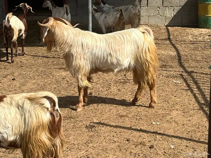 فحل ماعز مصري 8