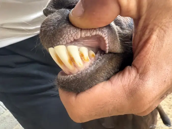 معزا منوه القاني كفوو 4