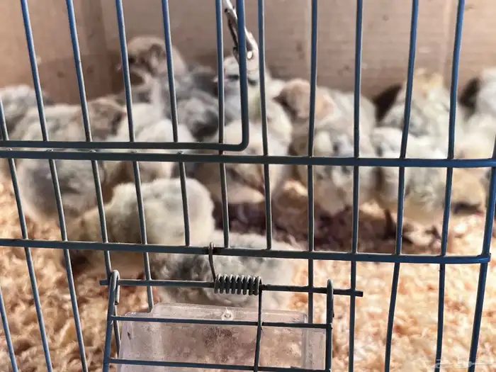 صوص فيومي سيلفر 6