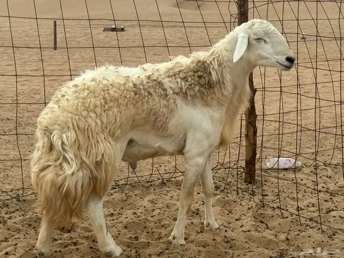 طليي حري مشروط 2