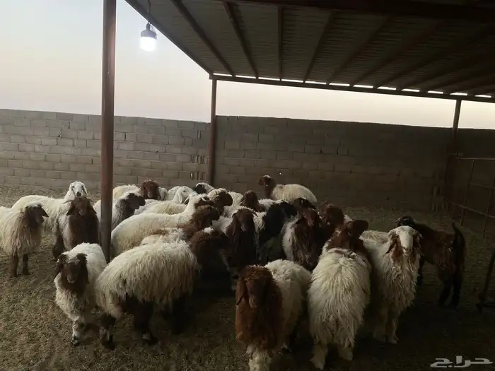 30 راس غنم نعيمي 1