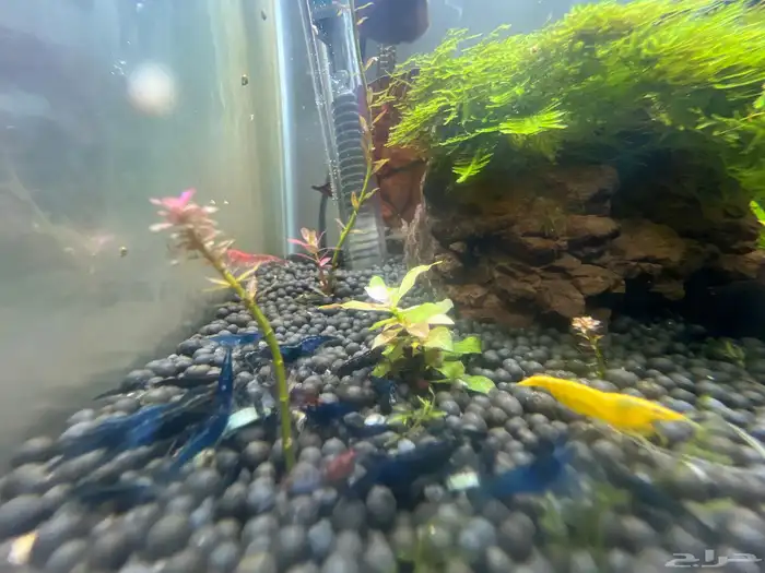 شريمب زينه 7