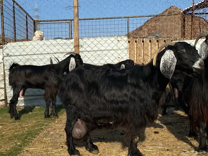 يامدورين الحليب معزا عارضيات حليب وافر شرط 7