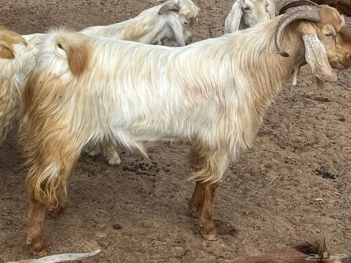 فحل ماعز مصري 2