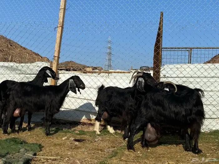 يامدورين الحليب معزا عارضيات حليب وافر شرط 28