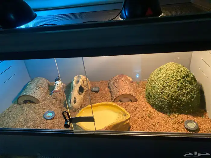 مستلزمات وفيران وجرذان 2