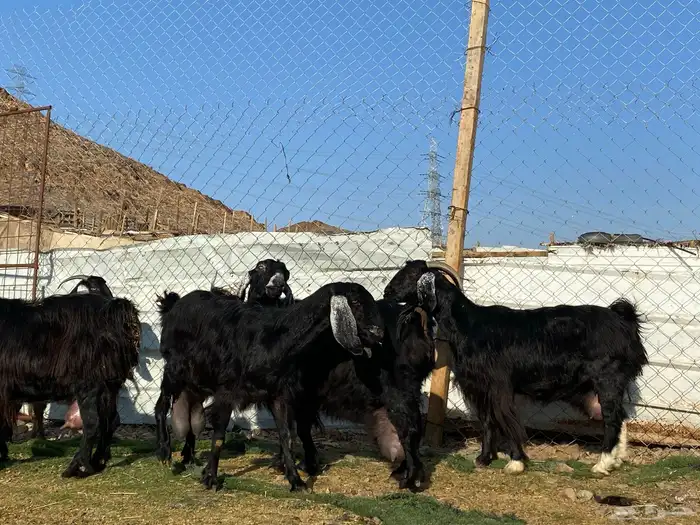 يامدورين الحليب معزا عارضيات حليب وافر شرط 22