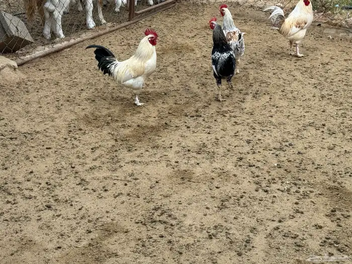 ديوك بلدي عدد 6 4