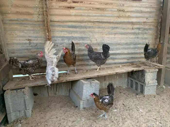 للبيع دجاج 1