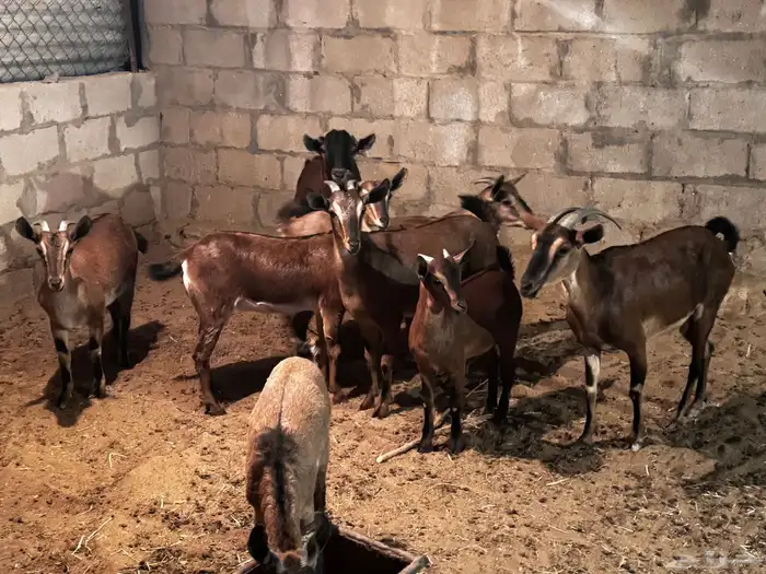 معزا هجين وعل 3