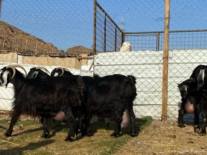 يامدورين الحليب معزا عارضيات حليب وافر شرط 6