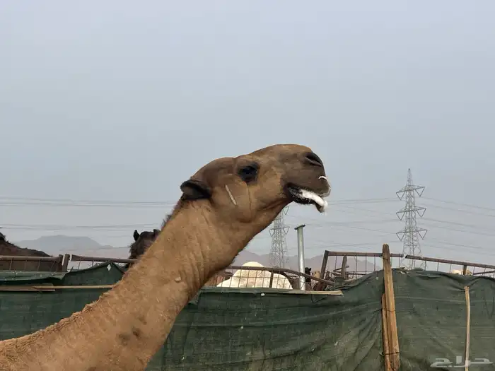 جمل اصفر باكستاني (تم البيع) 1