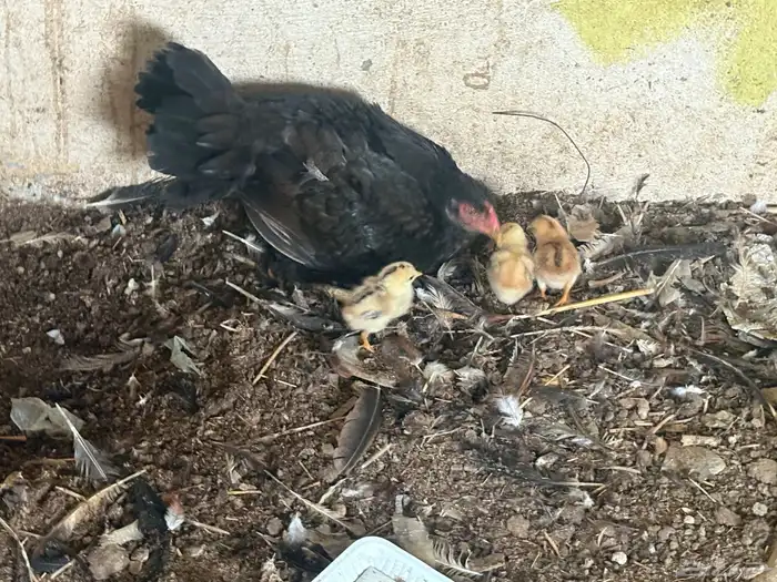 دجاج باكستاني 3