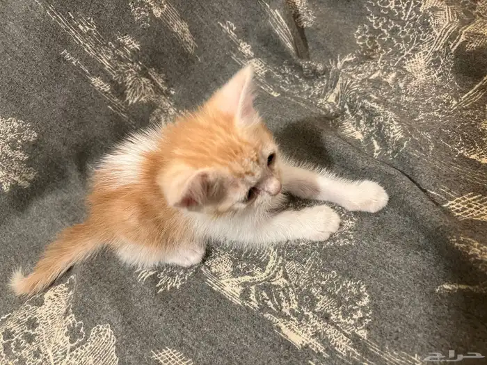 قطط شيرازي هجين برتش للبيع مو للتبني 8