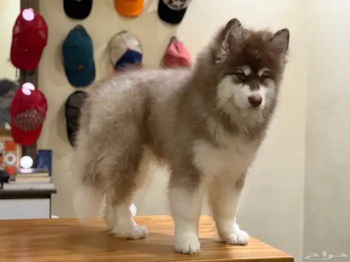 جرو مالموت الاسكا 4