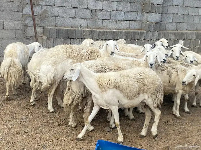 ضان حريات فاخر مقاني 4