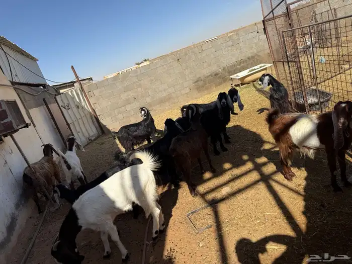 معزاء للبيع العدد 11الولد 2 والباقي مظاريع اظريع توه 2