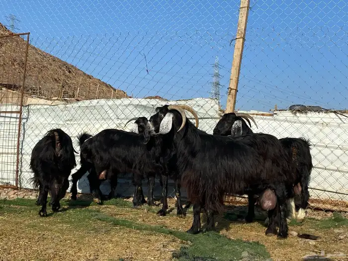 يامدورين الحليب معزا عارضيات حليب وافر شرط 20