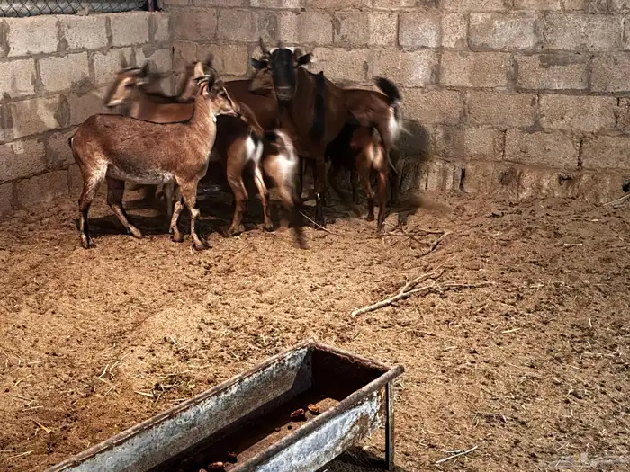 معزا هجين وعل 1